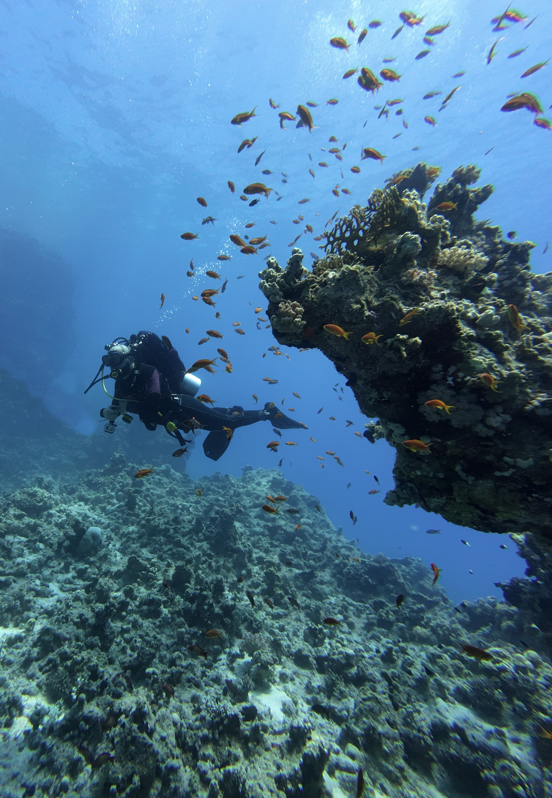 Corso Divemaster Ondasub Torino